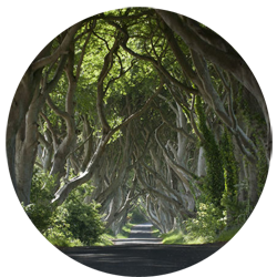 The King’s Road is shot at Antrim’s Dark Hedges