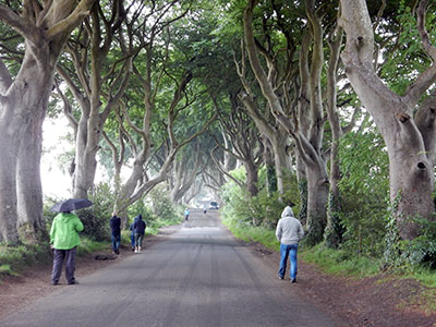 The Dark Hedges