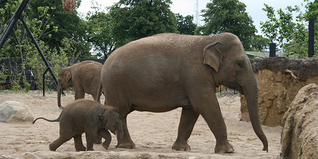 Dubin Zoo, Dublin - Ireland's top attractions