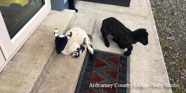 Ardvarney Country Lodge - baby lambs