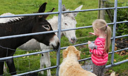 Search for a farmhouse bed and breakfast in Ireland