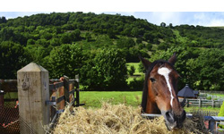 Book a Farmstay bed and breakfast