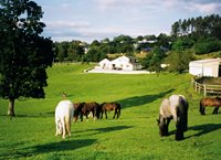 MUCKROSS RIDING STABLES