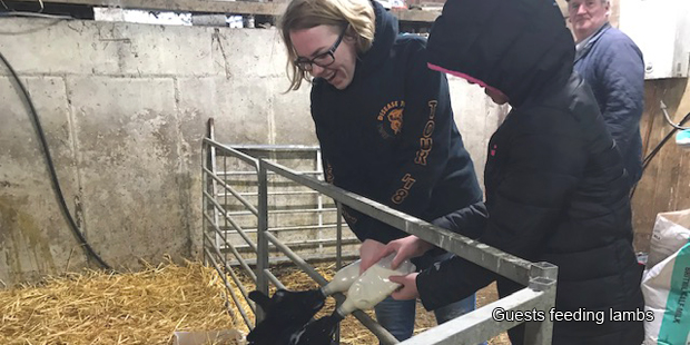 Hillview Farmhouse B&B - guests feeding lambs