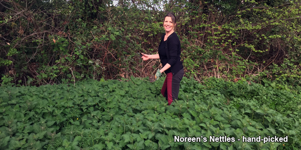 Noreen's nettle garden at The Vandees B&B, Craigavon in Northern Ireland