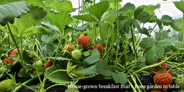 Ardvarney Country Lodge - fresh homegrown vegetables