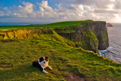 Springtime in Ireland