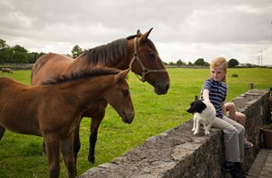Find and book a Pet Friendly bed and breakfast in Ireland