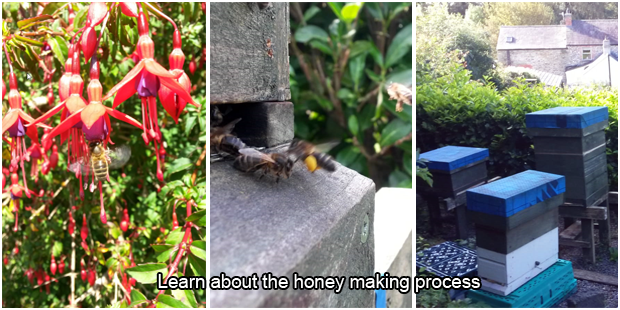 There's a buzz about Honey Bee Cottage